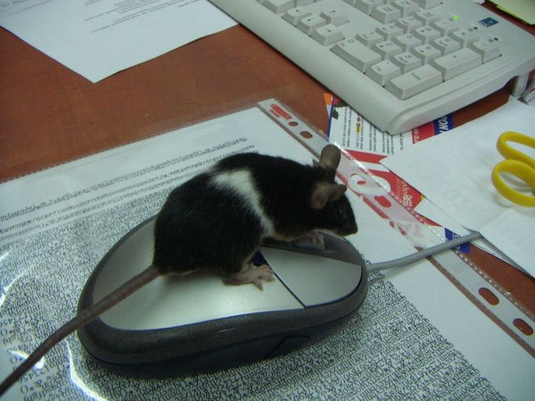 [mysz na myszy.jpg]